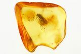 Detailed Fossil Caddisfly (Trichoptera) In Baltic Amber - Great Eyes! #272159-1